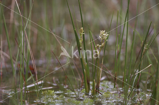 Rannoch-rush (Scheuchzeria palustris)
