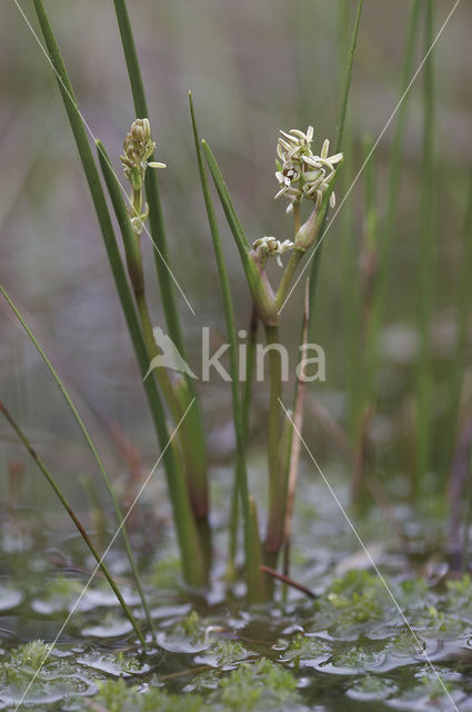 Rannoch-rush (Scheuchzeria palustris)