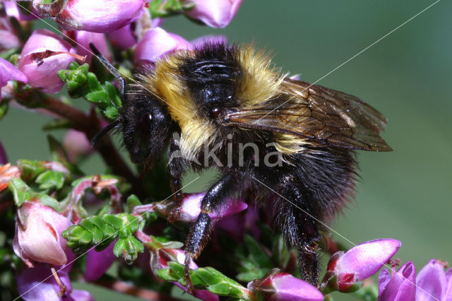 Veenhommel (Bombus jonellus)