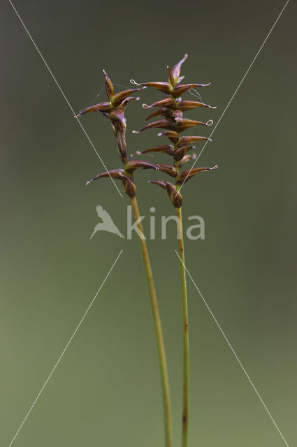 Veenzegge (Carex davalliana)
