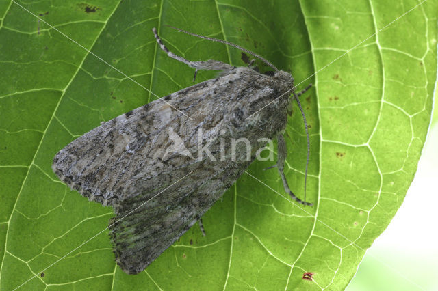 Large Nutmeg (Apamea anceps)