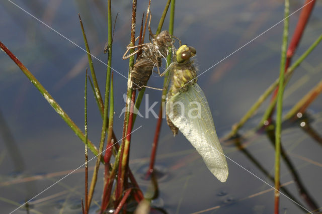 Venwitsnuitlibel (Leucorrhinia dubia)