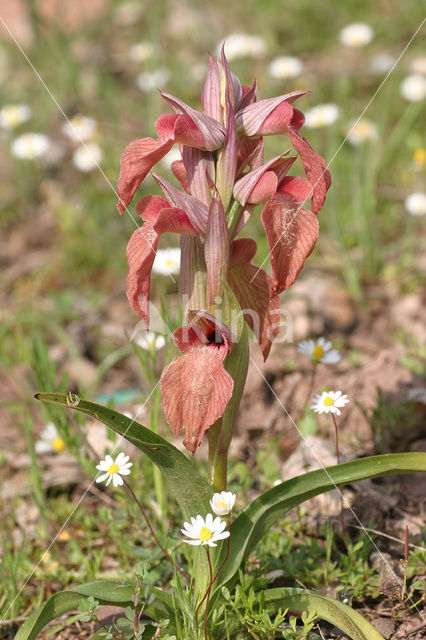 Tongue orchid (Serapias neglecta)