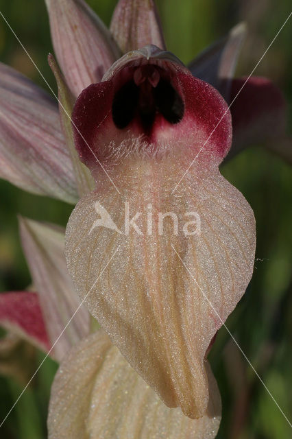 Tongue orchid (Serapias neglecta)