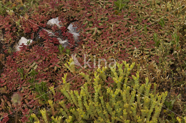 Stonecrop (Sedum spec.)