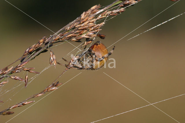 Viervlekwielwebspin (Araneus quadratus)