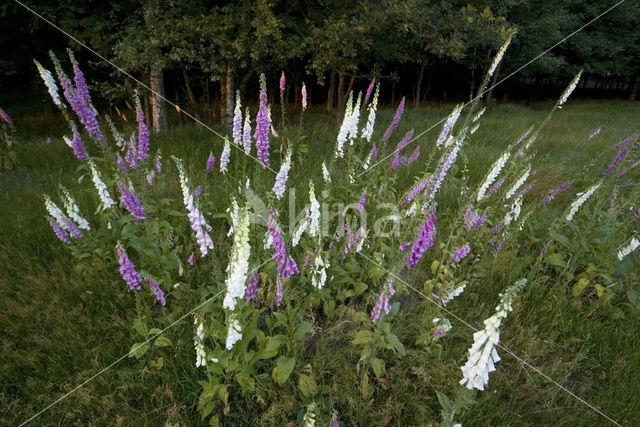 Foxglove (Digitalis spec.)