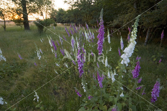 Foxglove (Digitalis spec.)