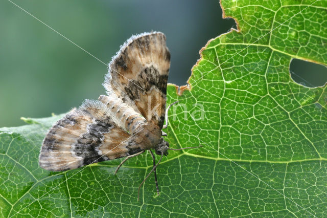 Vingerhoedskruiddwergspanner (Eupithecia pulchellata)