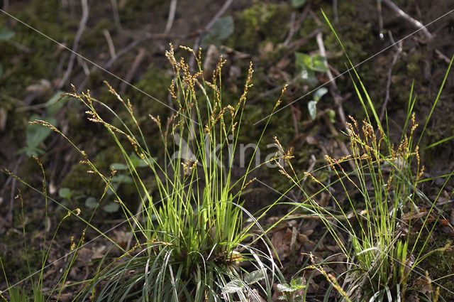 Fingered Sedge (Carex digitata)