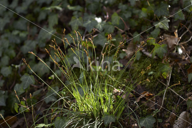 Fingered Sedge (Carex digitata)