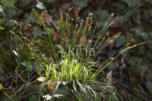 Vingerzegge (Carex digitata)