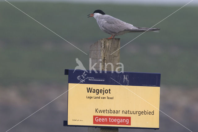 Common Tern (Sterna hirundo)