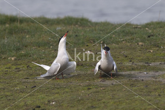 Common Tern (Sterna hirundo)