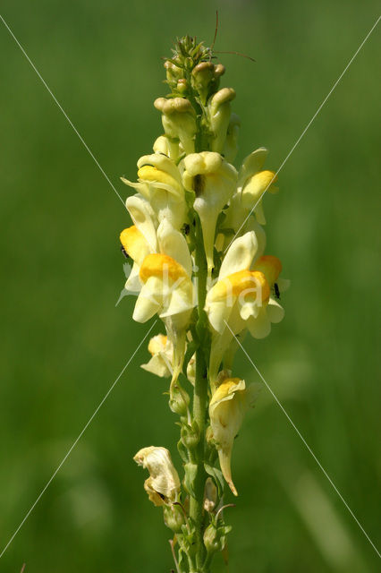 Vlasbekje (Linaria vulgaris)