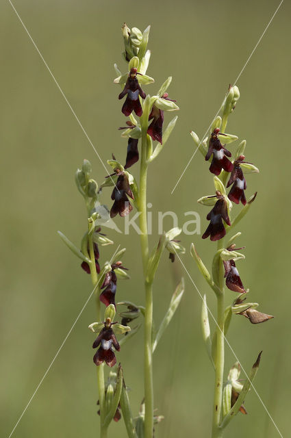 Vliegenorchis (Ophrys insectifera)