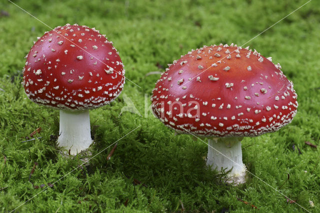Fly agaric (Amanita muscaria)