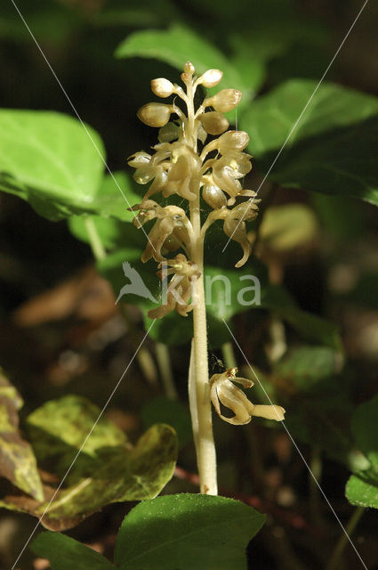 Bird’s-nest Orchid (Neottia nidus-avis)