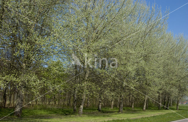 Voorsterbos