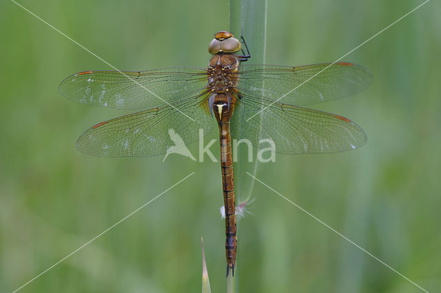 Northern Hawker (Aeshna isosceles)