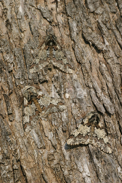 Vroege spanner (Biston strataria)