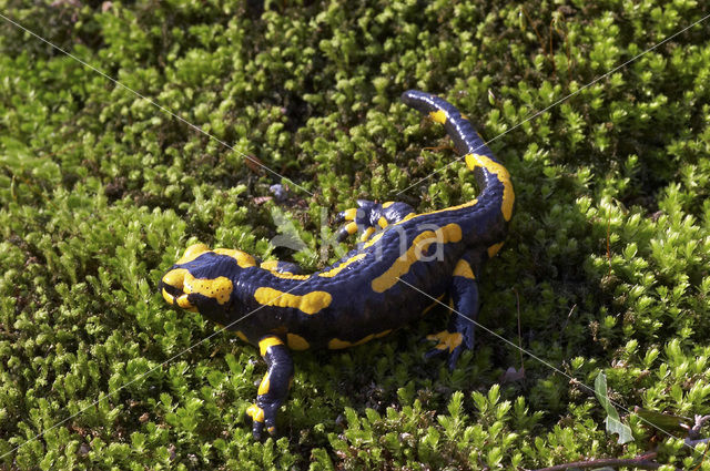 Vuursalamander (Salamandra salamandra)