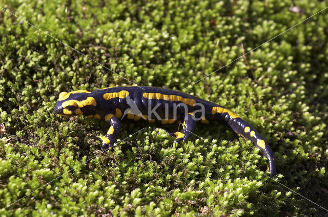 Fire Salamander (Salamandra salamandra)