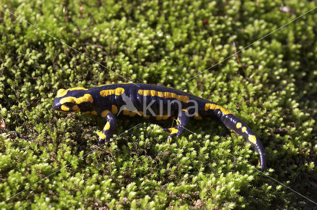 Vuursalamander (Salamandra salamandra)