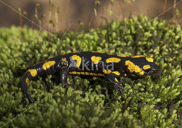 Vuursalamander (Salamandra salamandra)