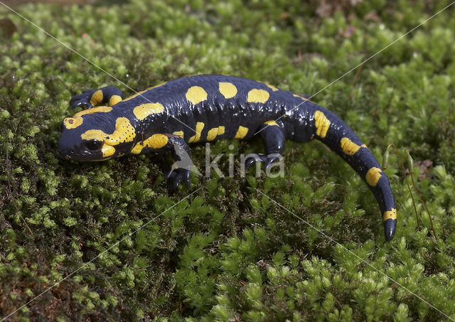 Fire Salamander (Salamandra salamandra)