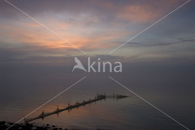 Waddensea