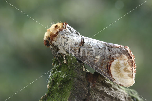 Wapendrager (Phalera bucephala)