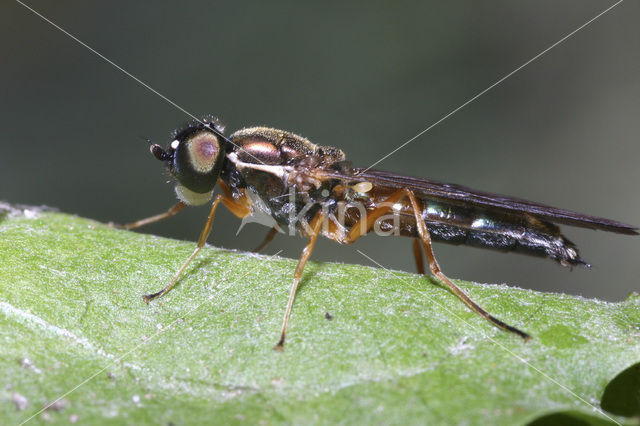 Two-spotted Centurion Soldier Fly (Sargus bipunctatus)