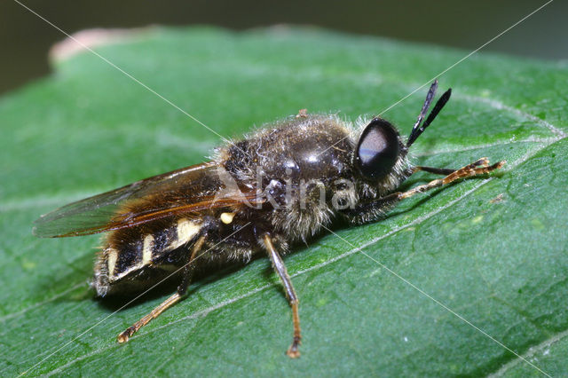 flecked general Soldier Fly (Stratiomys singularior)