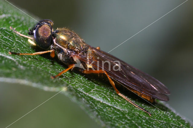 Wapenvlieg (Sargus bipunctatus)