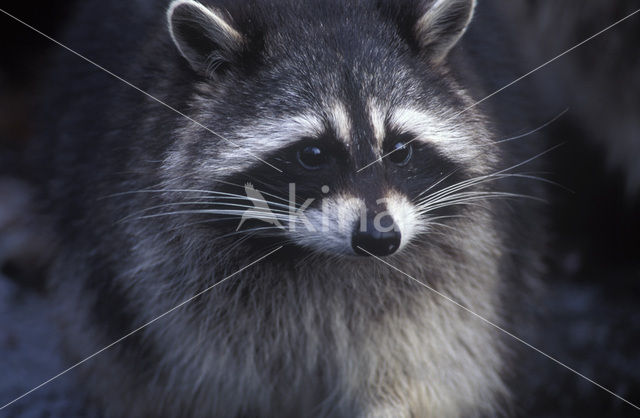 northern raccoon (Procyon lotor)