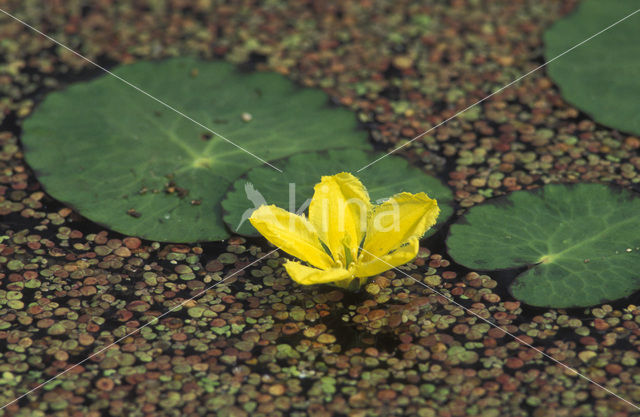 Fringed Waterlily (Nymphoides peltata)