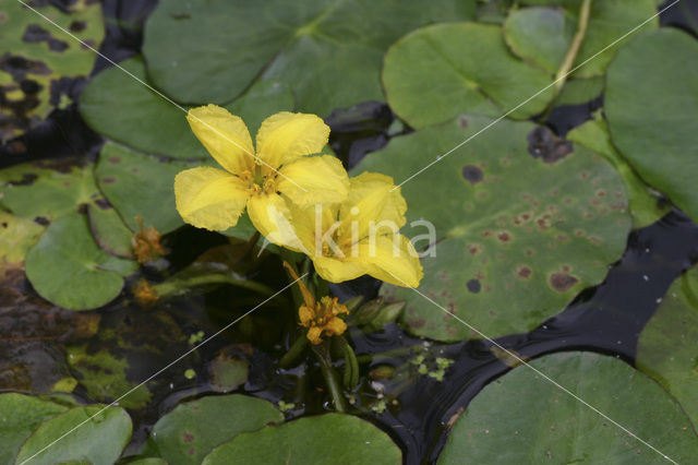 Watergentiaan (Nymphoides peltata)