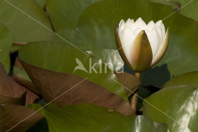 Waterlelie (Nymphaea spec.)