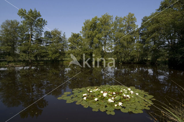 Waterlelie (Nymphaea spec.)