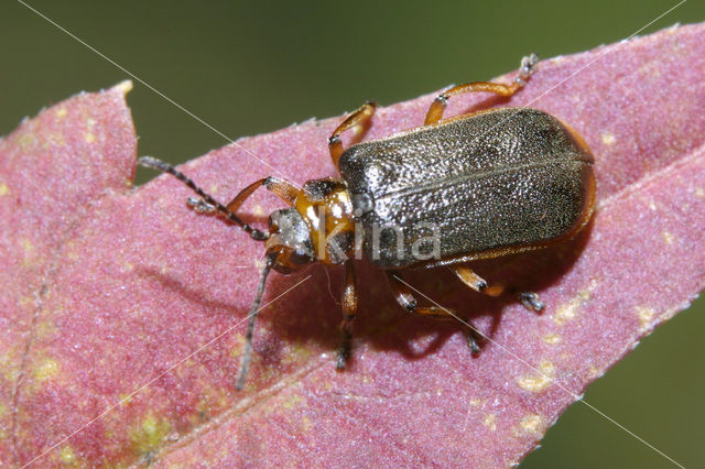 Waterlily Leaf Beetle (Galerucella nymphaeae)