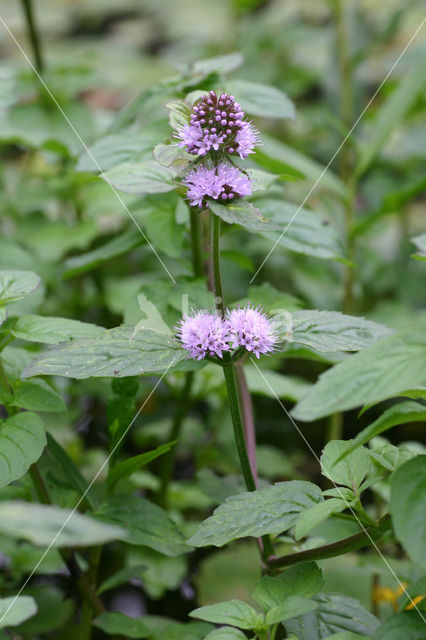 Watermint (Mentha aquatica)