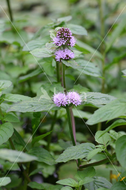 Watermunt (Mentha aquatica)