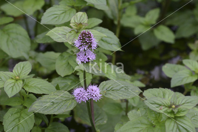 Watermunt (Mentha aquatica)