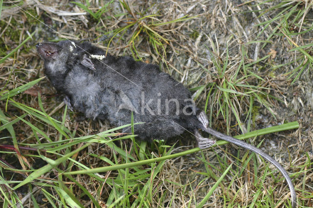 Watershrew (Neomys fodiens)