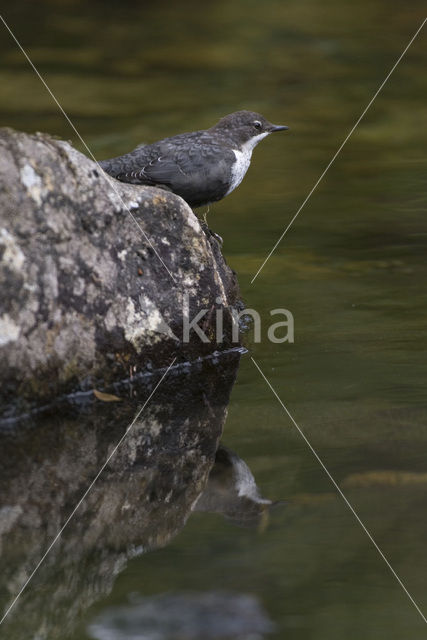 White-throated Dipper (Cinclus cinclus)