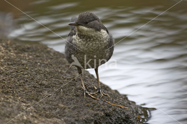 White-throated Dipper (Cinclus cinclus)