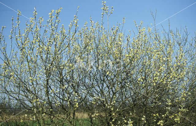 Waterwilg (Salix caprea)