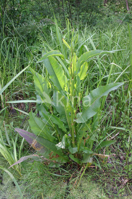 Waterzuring (Rumex hydrolapathum)