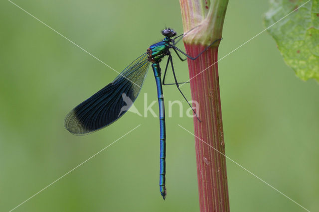 Weidebeekjuffer (Calopteryx splendens)